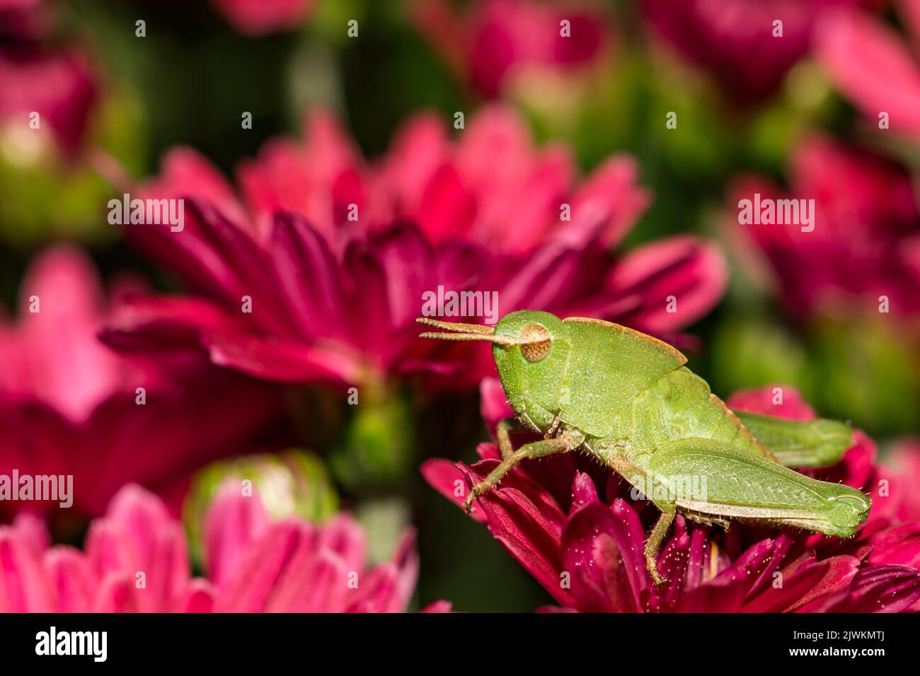 Short-winged Grasshopper - Dichromorpha viridis Stock Photo