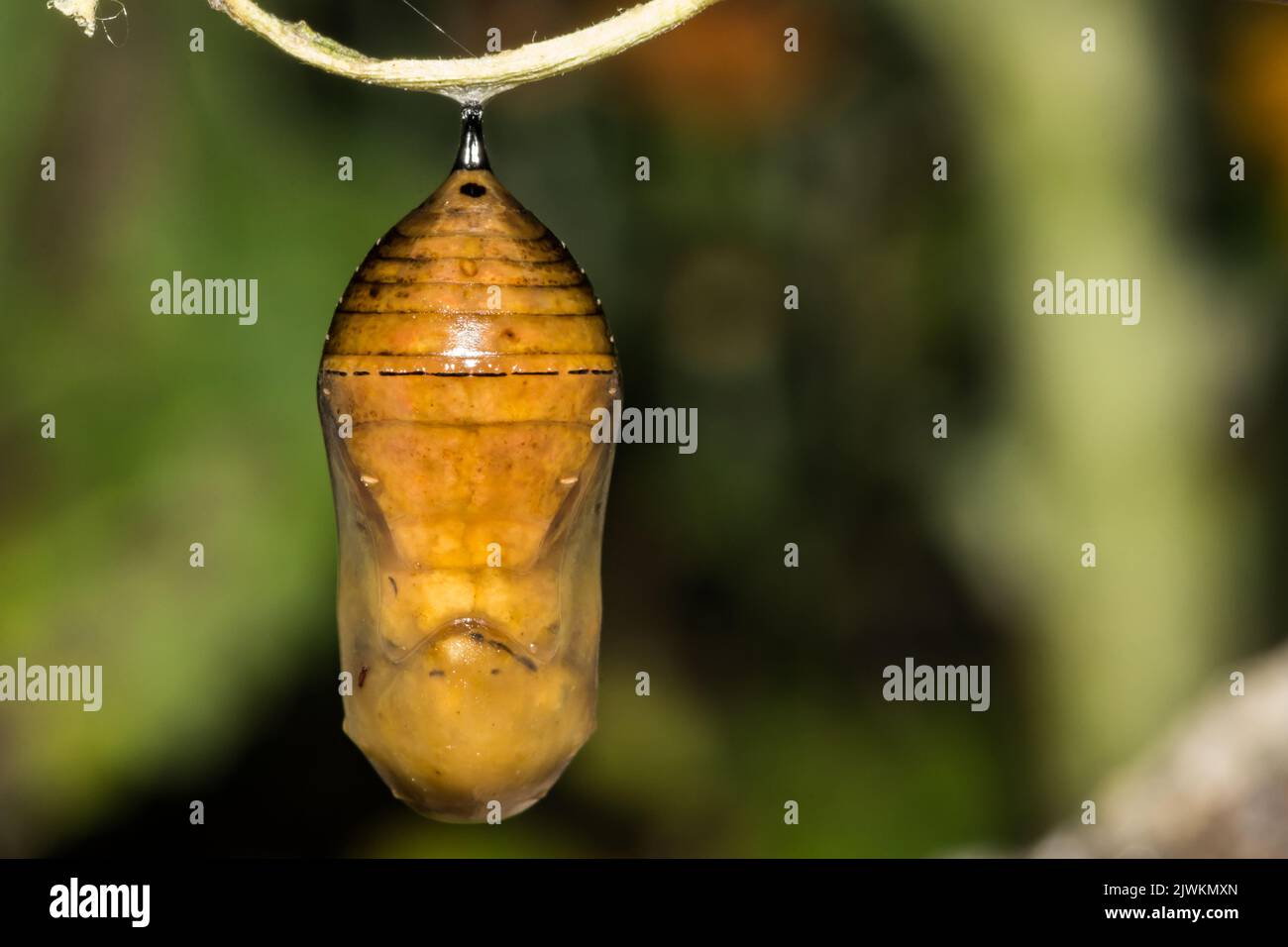 Monarch Chrysalis infected with Nuclear Polyhedrosis Virus Stock Photo