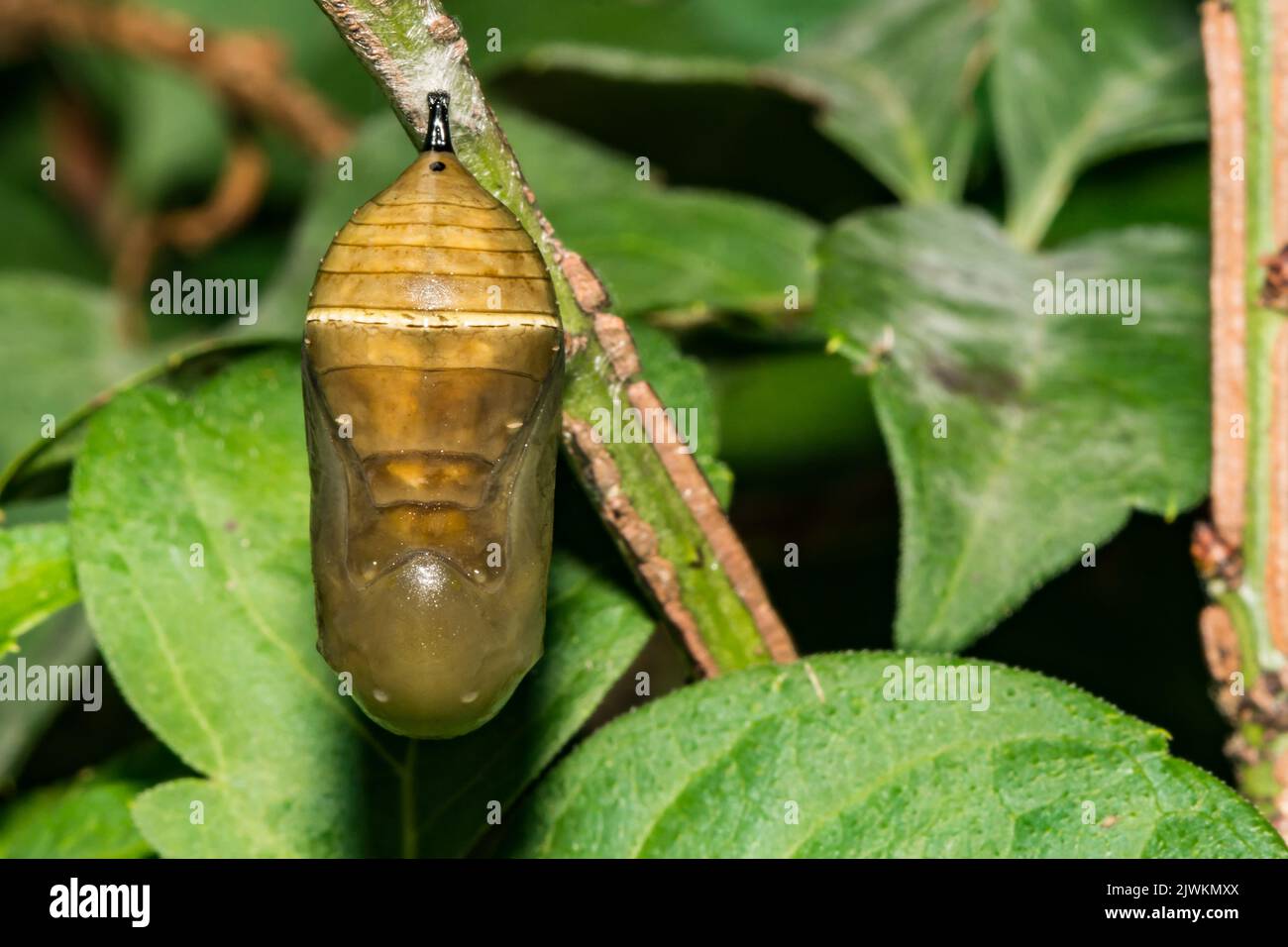 Chrysalis of butterfly hires stock photography and images Alamy