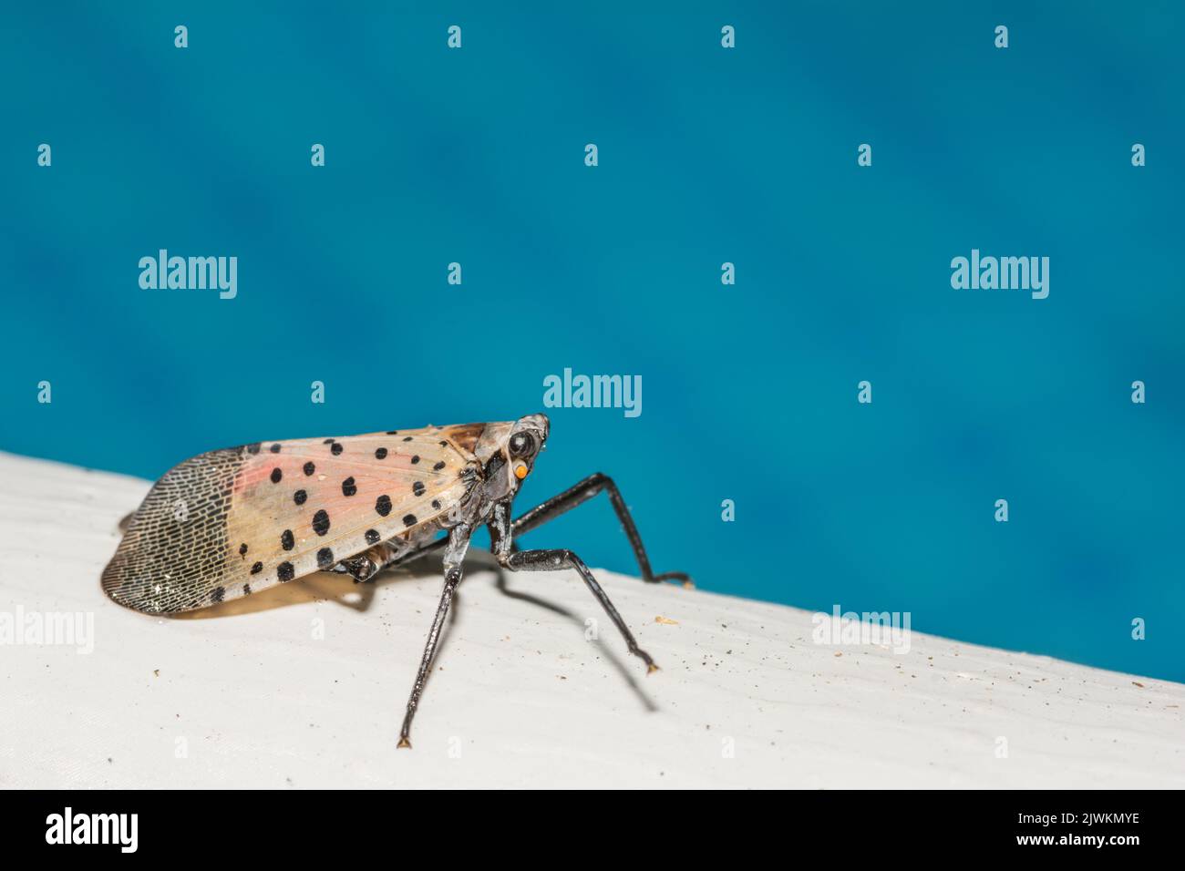 Spotted Lanternfly near a swimming pool in New Jersey Stock Photo