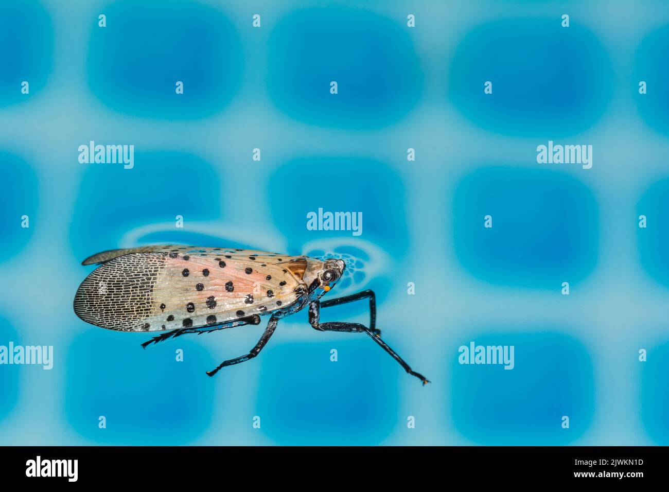 A Spotted Lanternfly stuck in a swimming pool in New Jersey Stock Photo