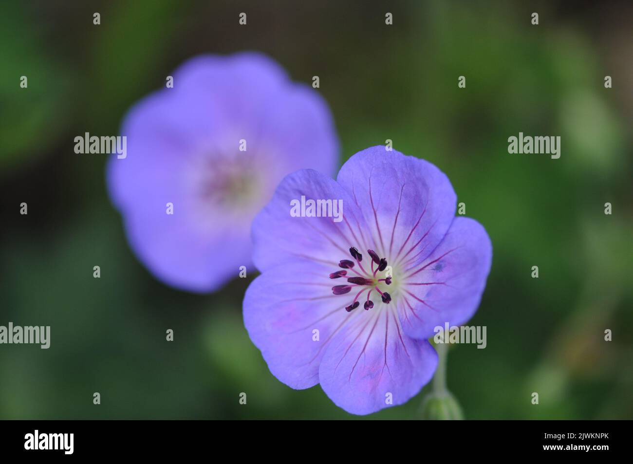Violet blue Geranium Rozanne. Macro photograph of herbaceous perennial border plant. Ground cover and spreading plant. Stock Photo