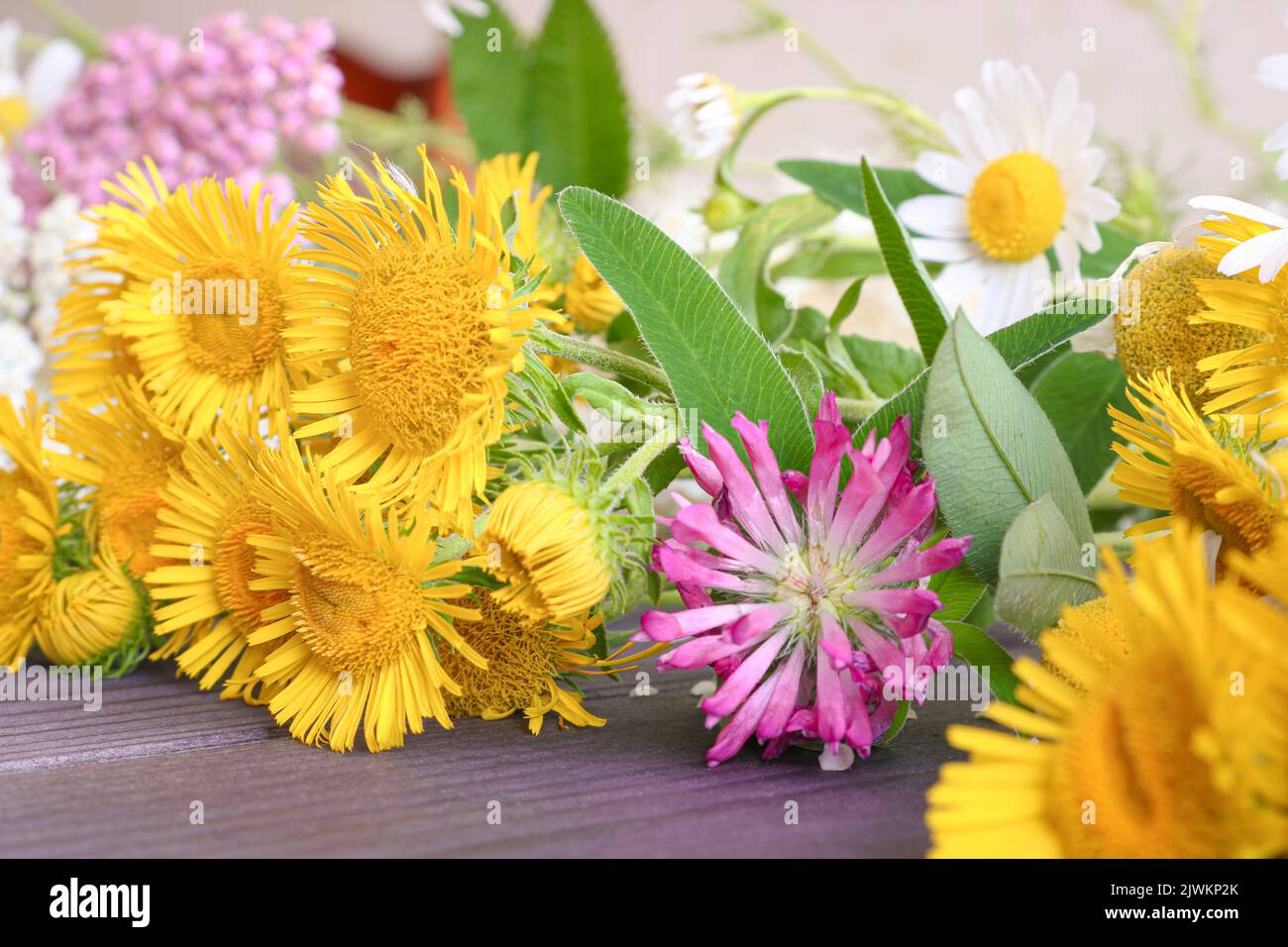 Festive floral background, a bouquet of field yellow flowers, clover, daisies. Stock Photo