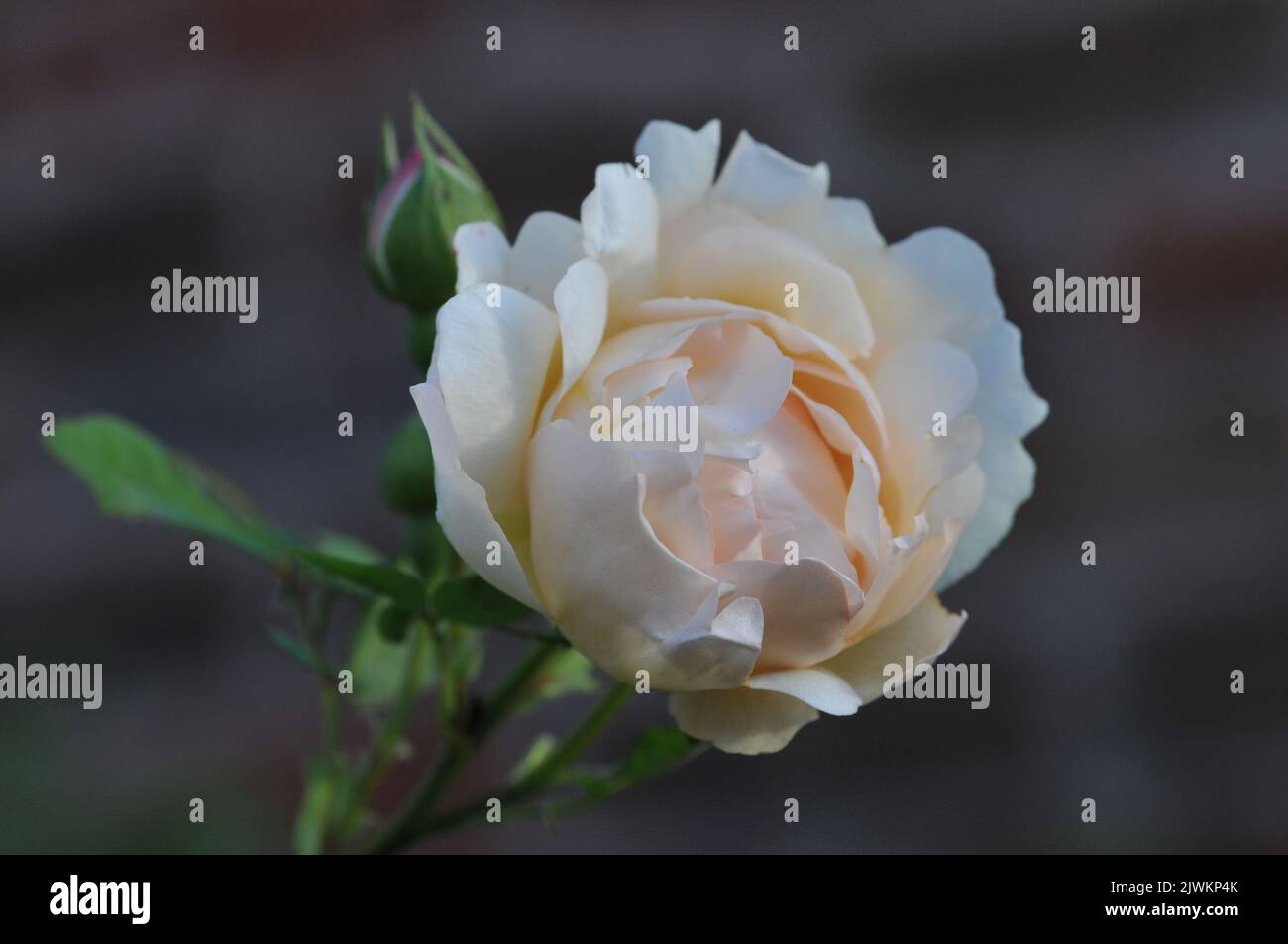 Continuous flowering roses hires stock photography and images Alamy