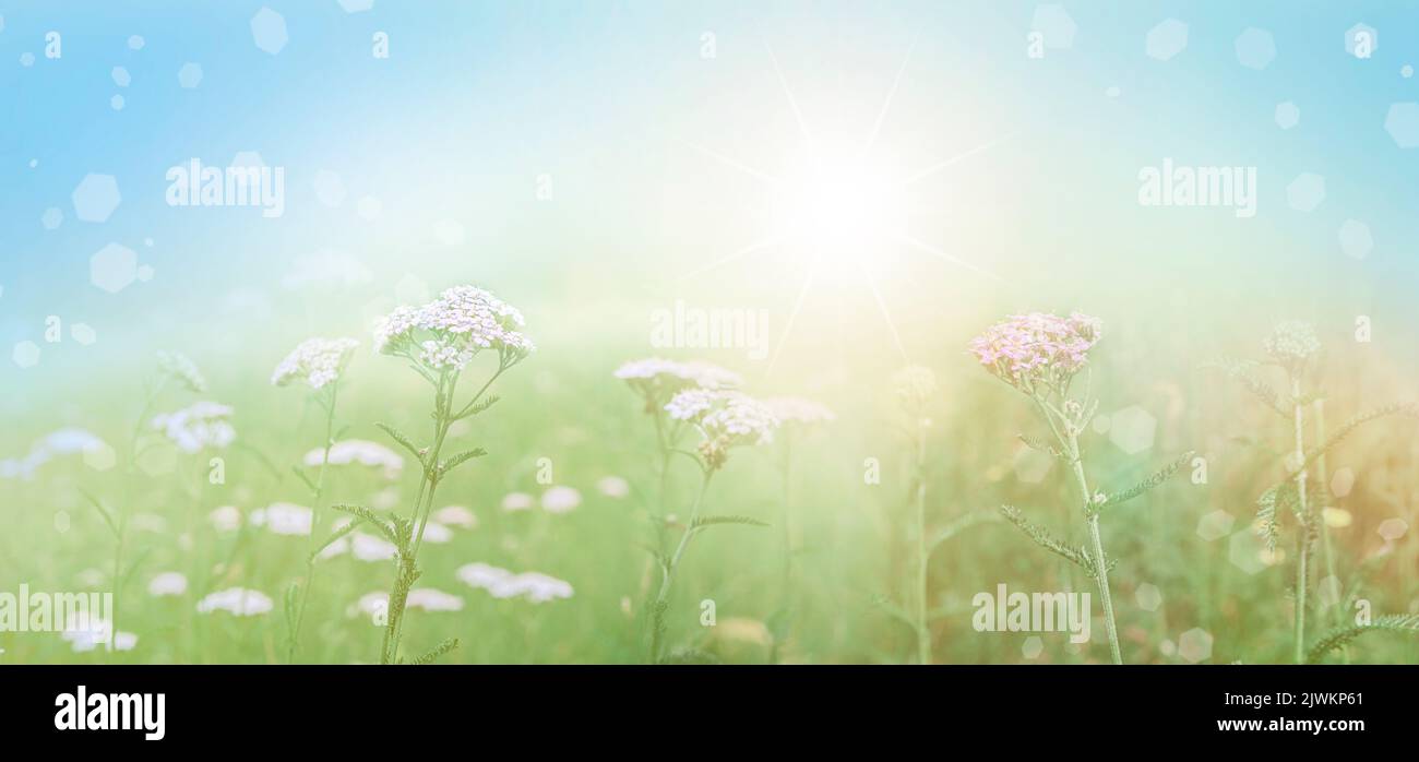 Summer background in green-blue pastel colors with blooming yarrow (Achillea millefolium). Stock Photo