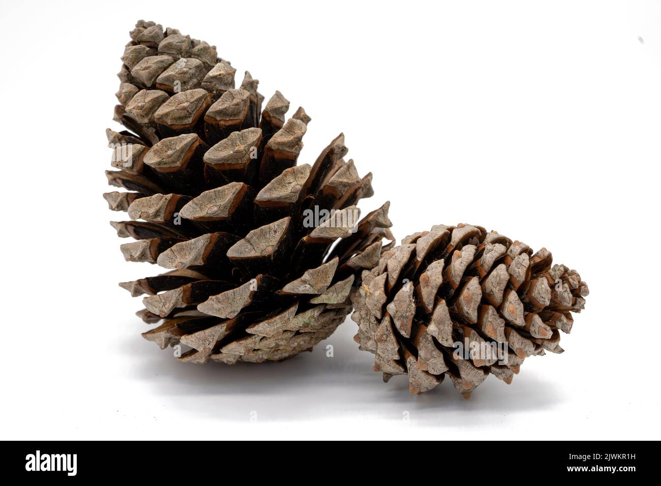 Pine cones isolated on white background Stock Photo