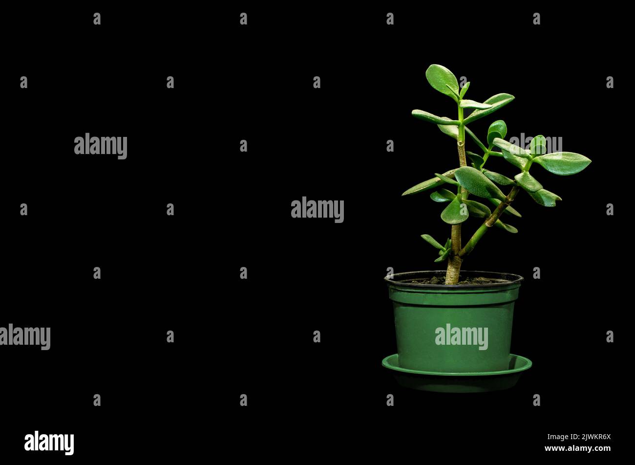 Image of a houseplant Crassula in a pot on a black background Stock Photo
