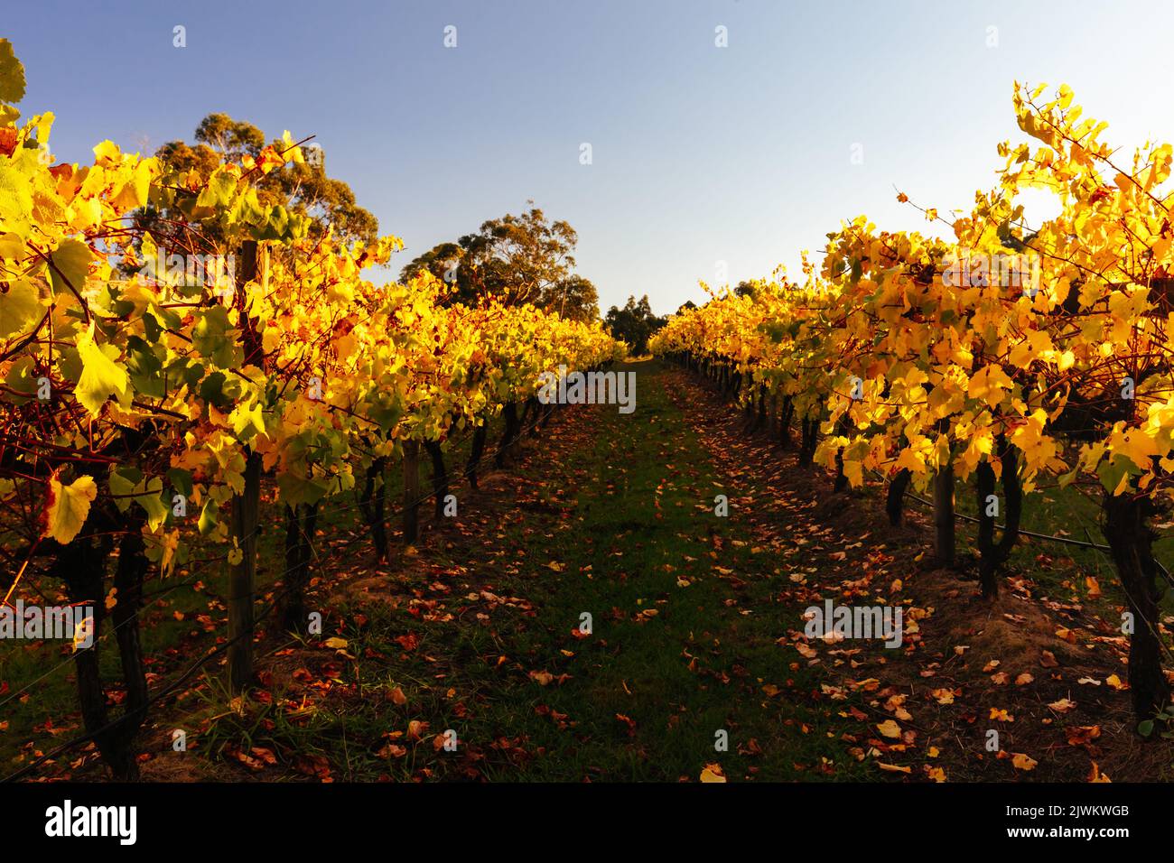 Autumn Evening In Australia Hi res Stock Photography And Images Alamy autumn-evening-in-australia-hi-res-stock-photography-and-images-alamy
