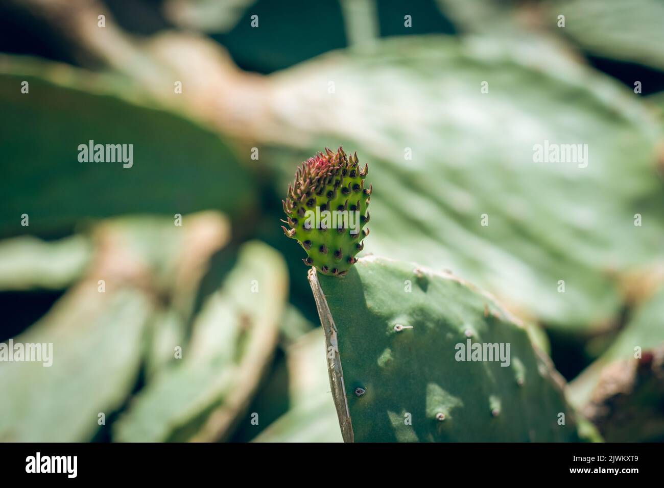 Close up view of cactus opuntia leucotricha plant with spines. (Indian fig opuntia, barbary fig
