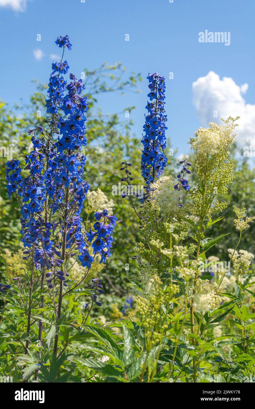 Tall western larkspur hi-res stock photography and images - Alamy