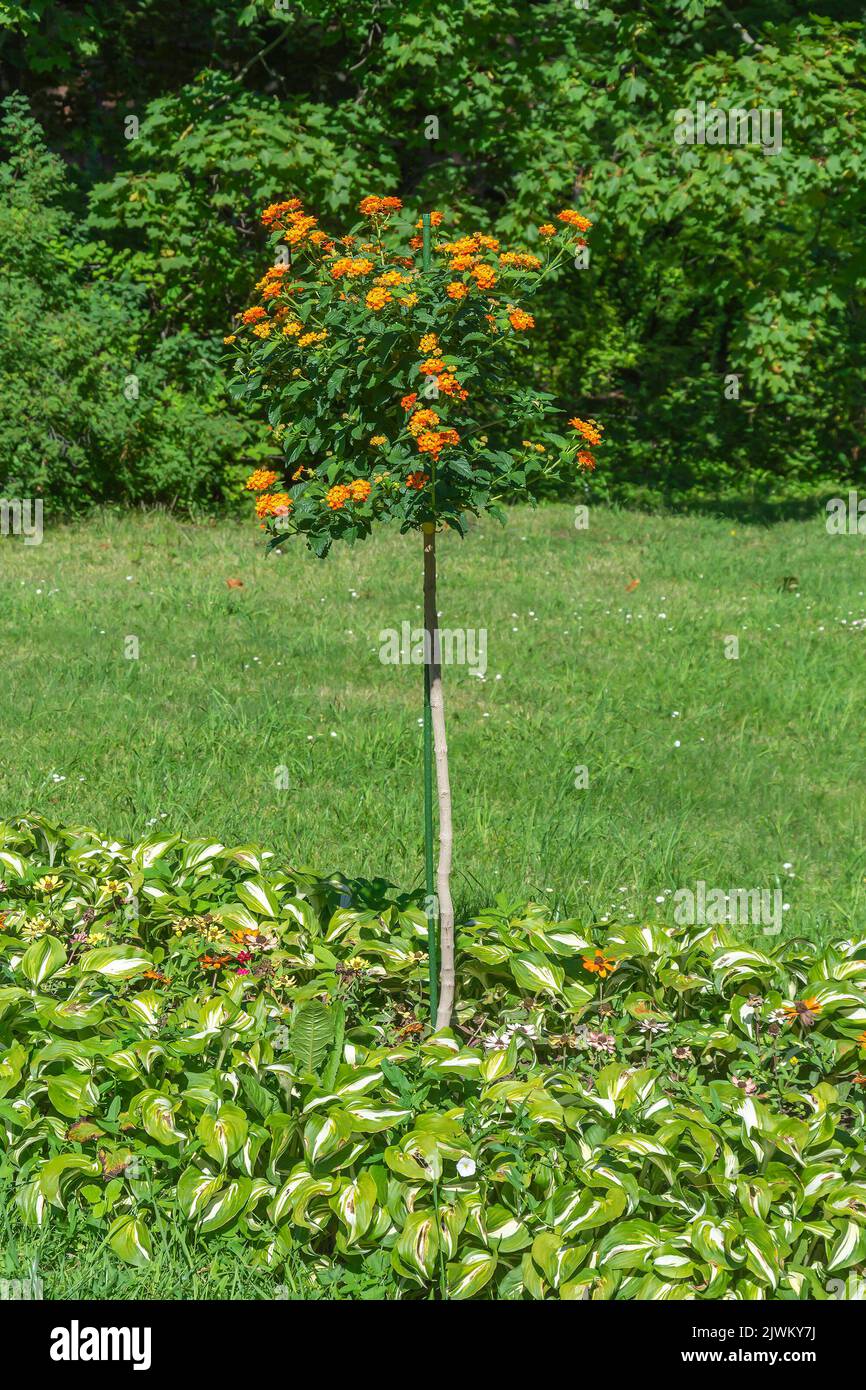 Lantana bush in the center of the path hosts variegated on the lawn Stock Photo