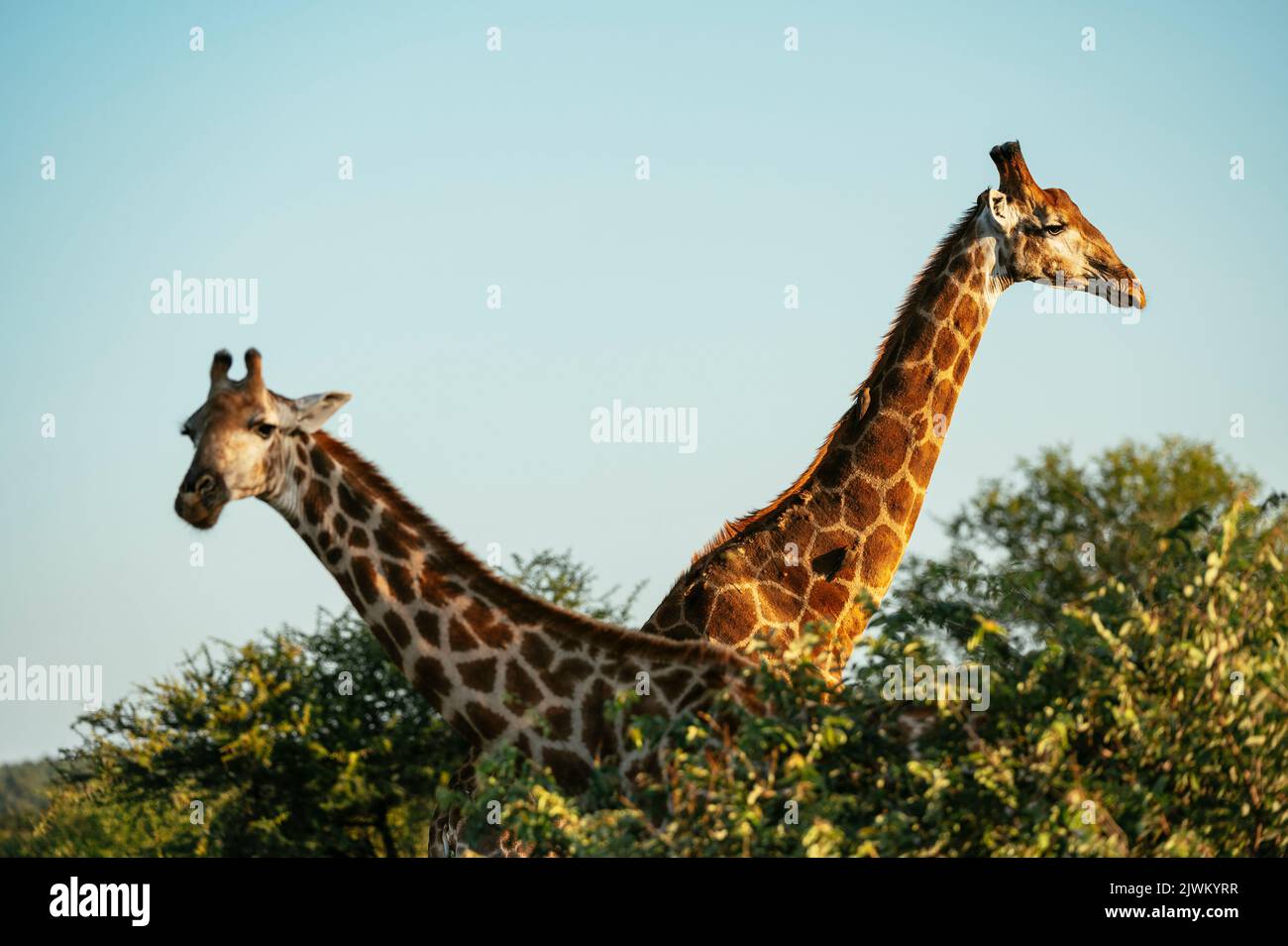 Giraffe, Timbavati Private Nature Reserve, Kruger National Park, South Africa Stock Photo