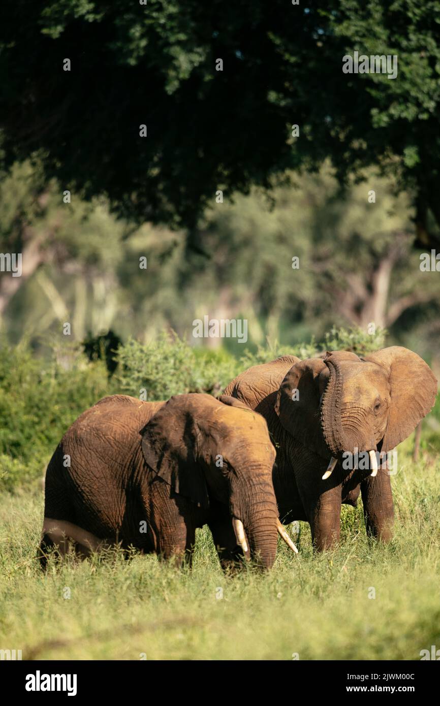African Elephants, Makuleke Contractual Park, Kruger National Park, South Africa Stock Photo