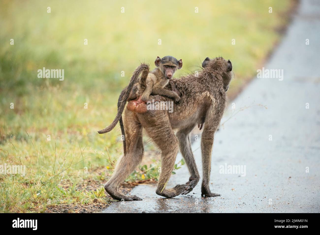 Female Baboon carrying her baby, Makuleke Contractual Park, Kruger National Park, South Africa Stock Photo