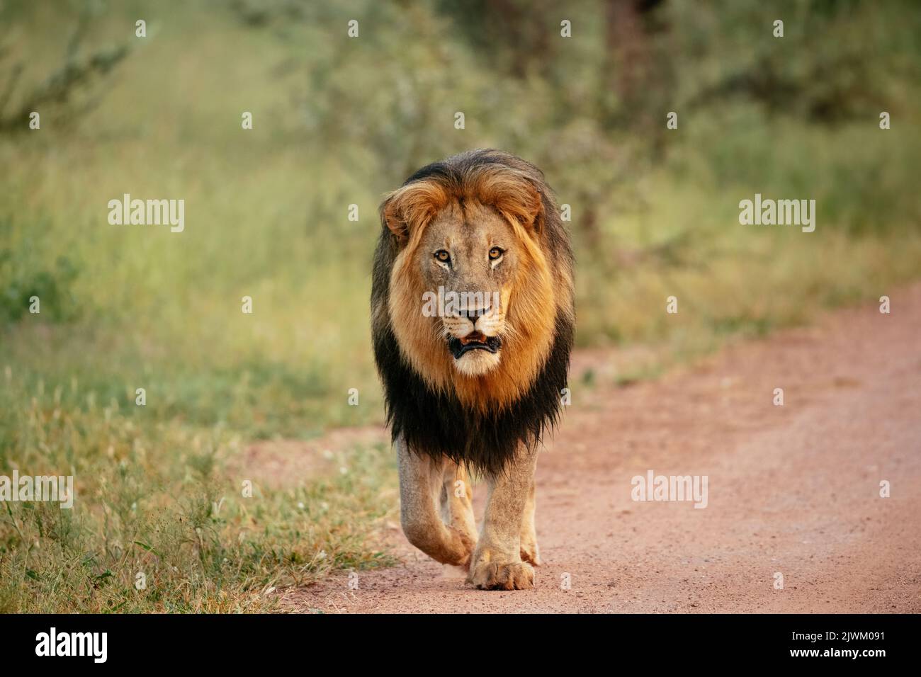 Male Lion, Marataba, Marakele National Park, South Africa Stock Photo