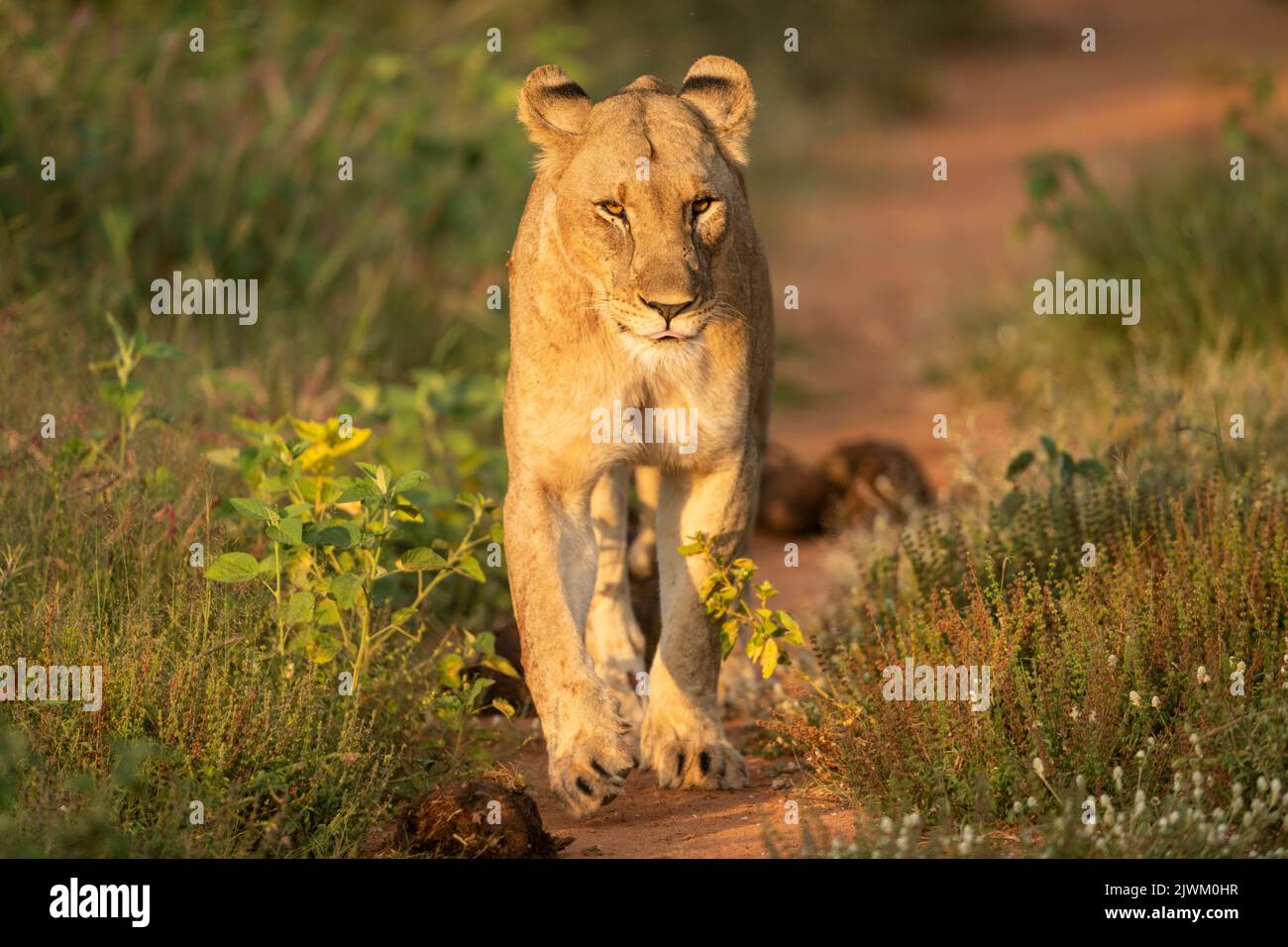Lioness, Marataba, Marakele National Park, South Africa Stock Photo