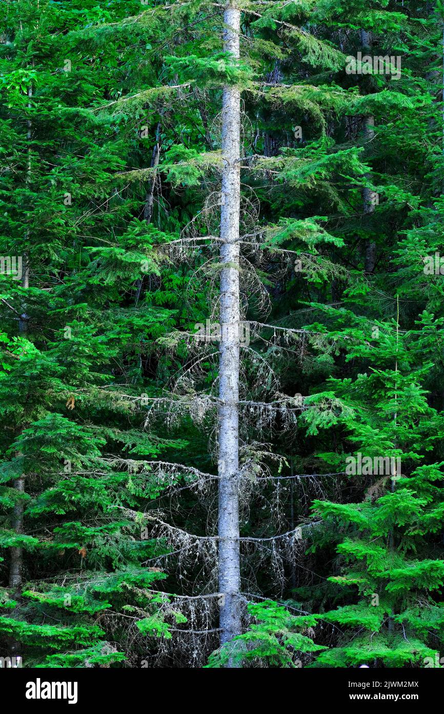 Lush Green Pine Forest in Wilderness Mountains Growth Stock Photo