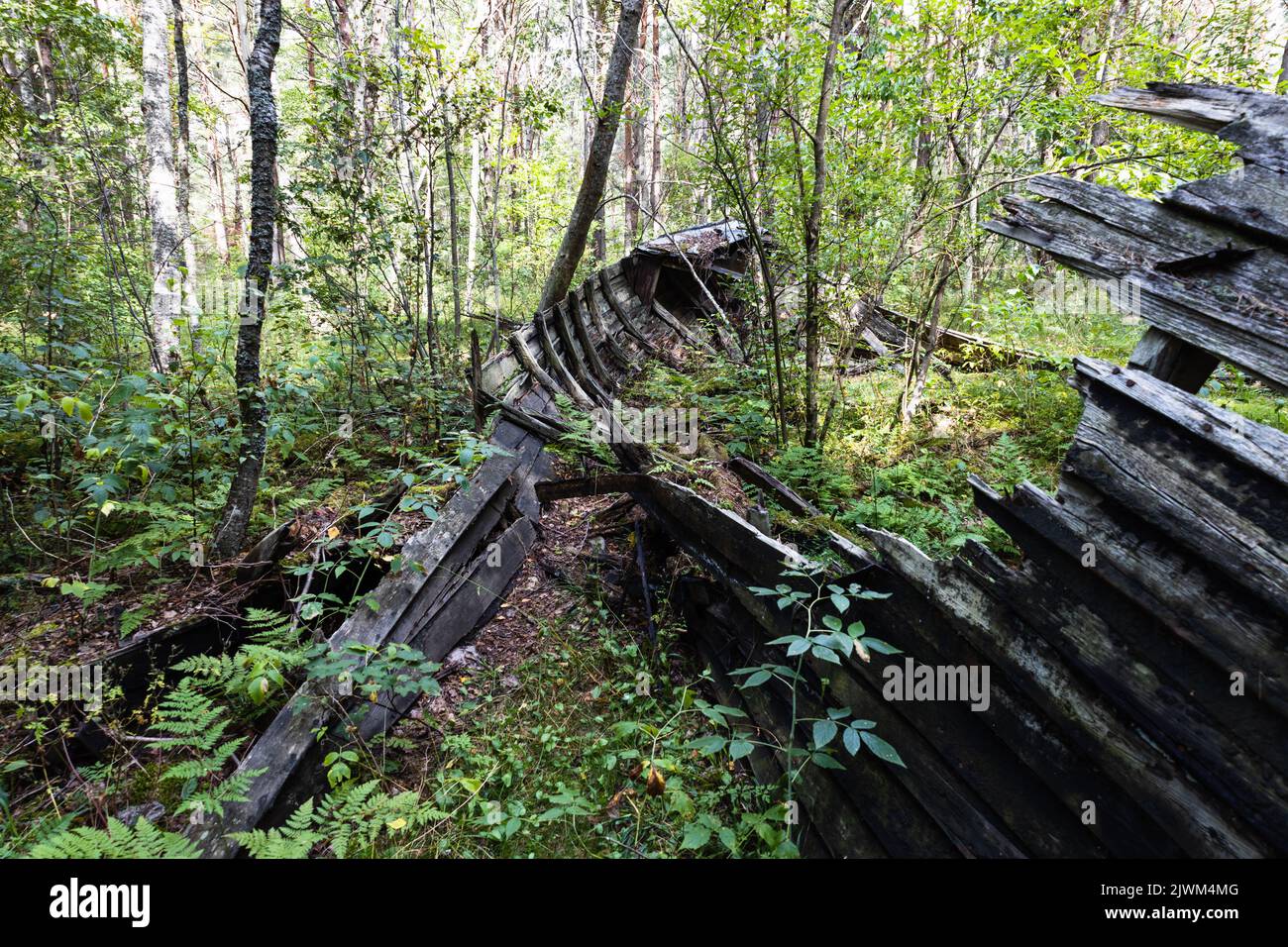 Old abandoned wooden fishing boat in the forest. Boat cemetery near the Baltic sea in Latvia Stock Photo