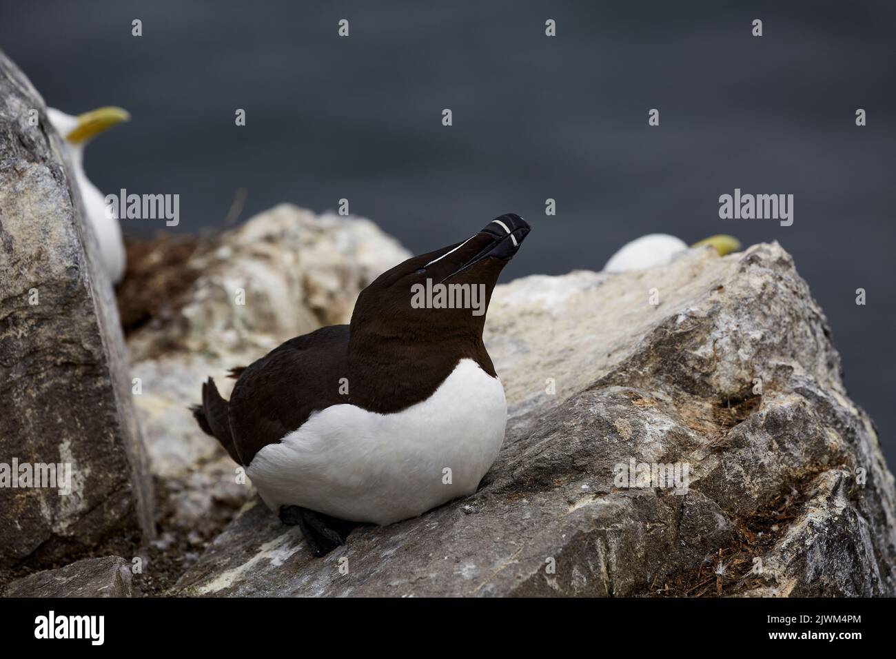 Razorbills on Farne Islands Stock Photo - Alamy