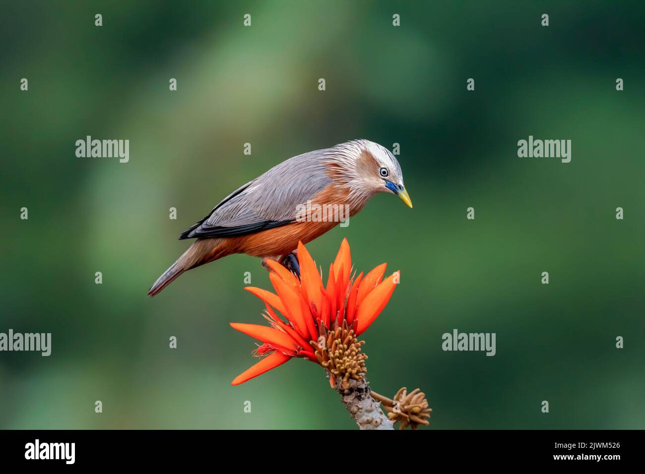 birds with flower Stock Photo
