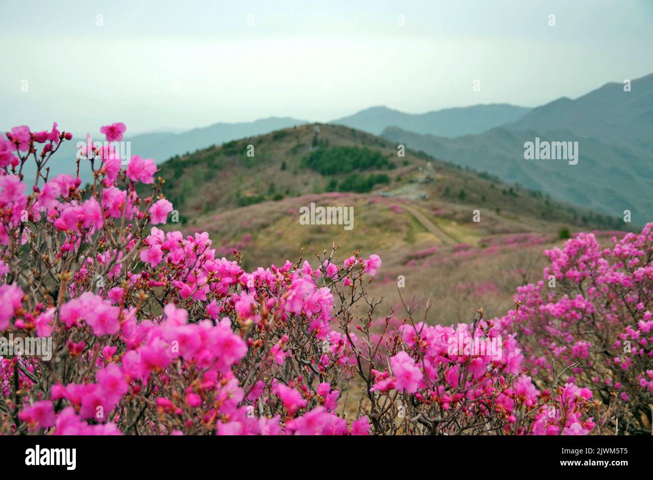 Scenery where azaleas are blooming Stock Photo - Alamy