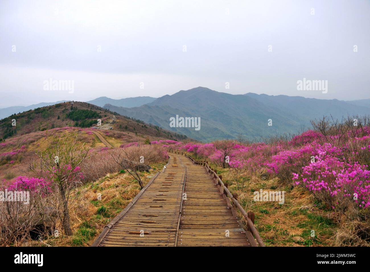 Scenery where azaleas are blooming Stock Photo - Alamy