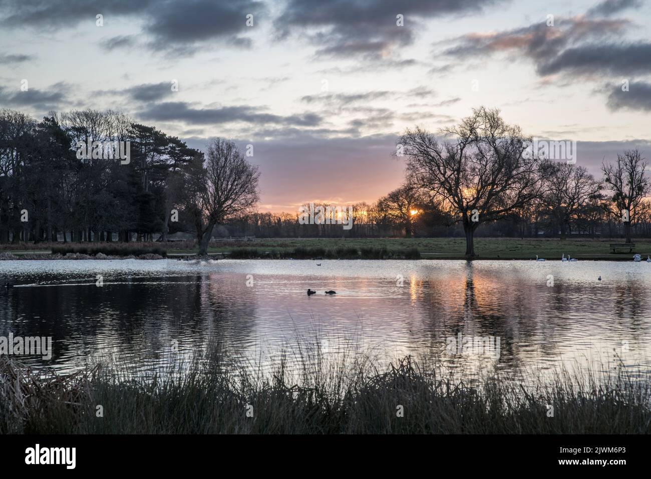 January sunrise over heron pond Bushy Park near London England Stock Photo