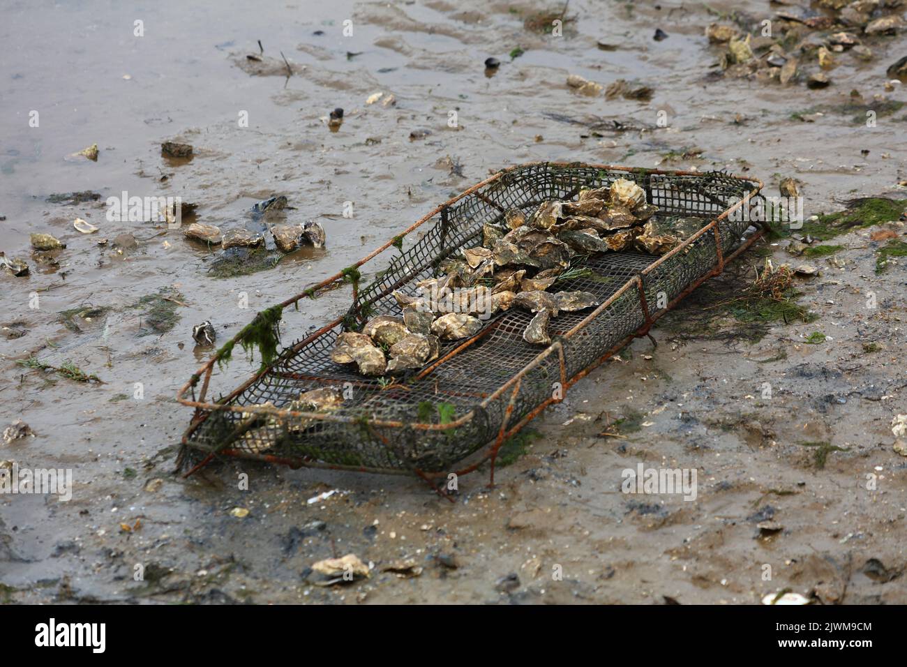 Oyster farm in Oualidia, Morocco. Oyster cage in the mud Stock Photo