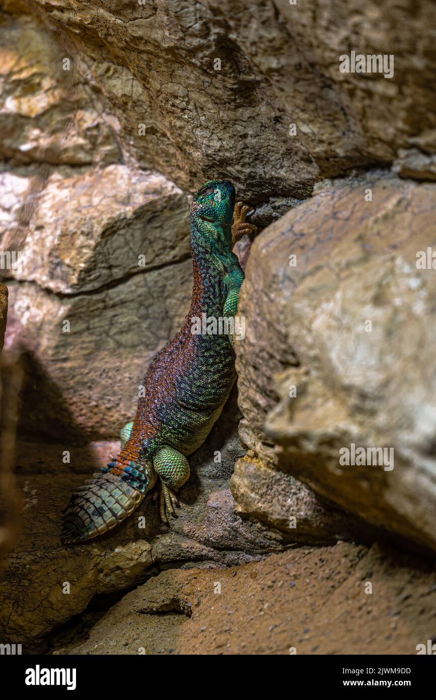 Omani Spiny-tailed lizard (Uromastyx thomasi) Stock Photo