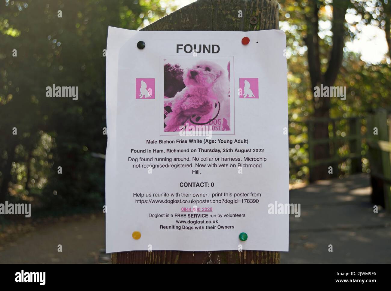 doglost poster regarding a found dog, a male bichon frise described as white but appearing as pink on the poster, in ham, surrey, england Stock Photo