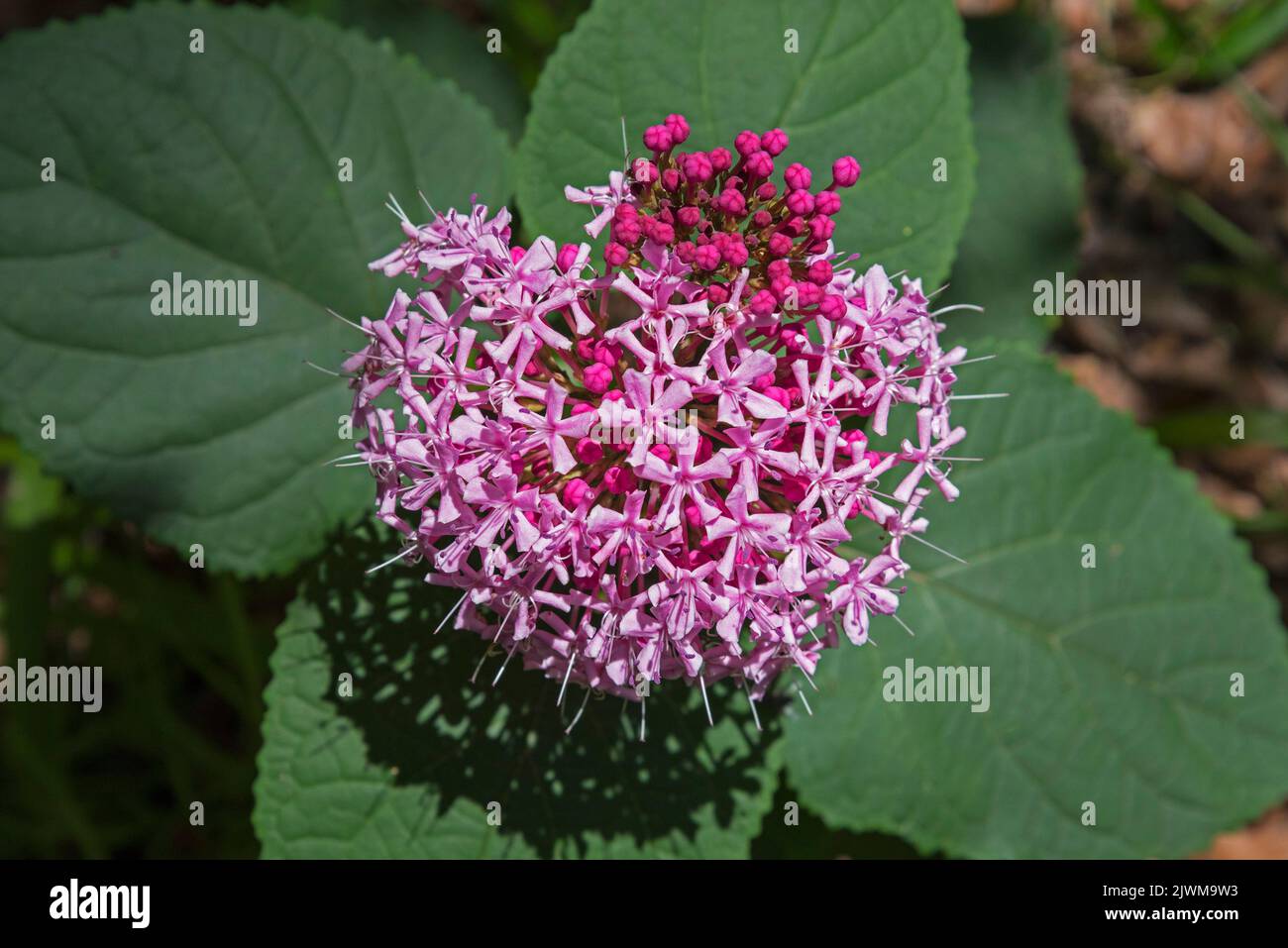 Tall pink flowering plant in our back yard during Spring and early Summer. Stock Photo