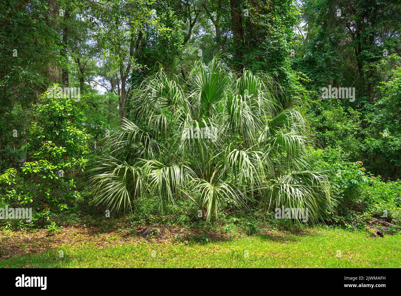 Favorite Sabal Palm Tree in our backyard Ft. White, Florida. Stock Photo