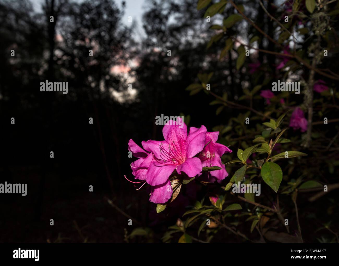 Azalea blossoming during springtime in the late afternoon in North Central Florida. Stock Photo