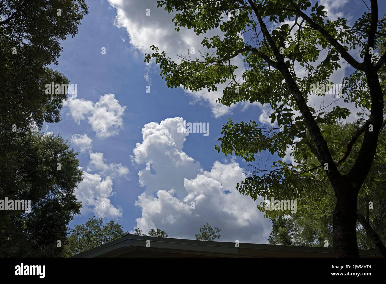 Beautiful summer clouds and skies framed by North Florida trees and vegetation. Stock Photo