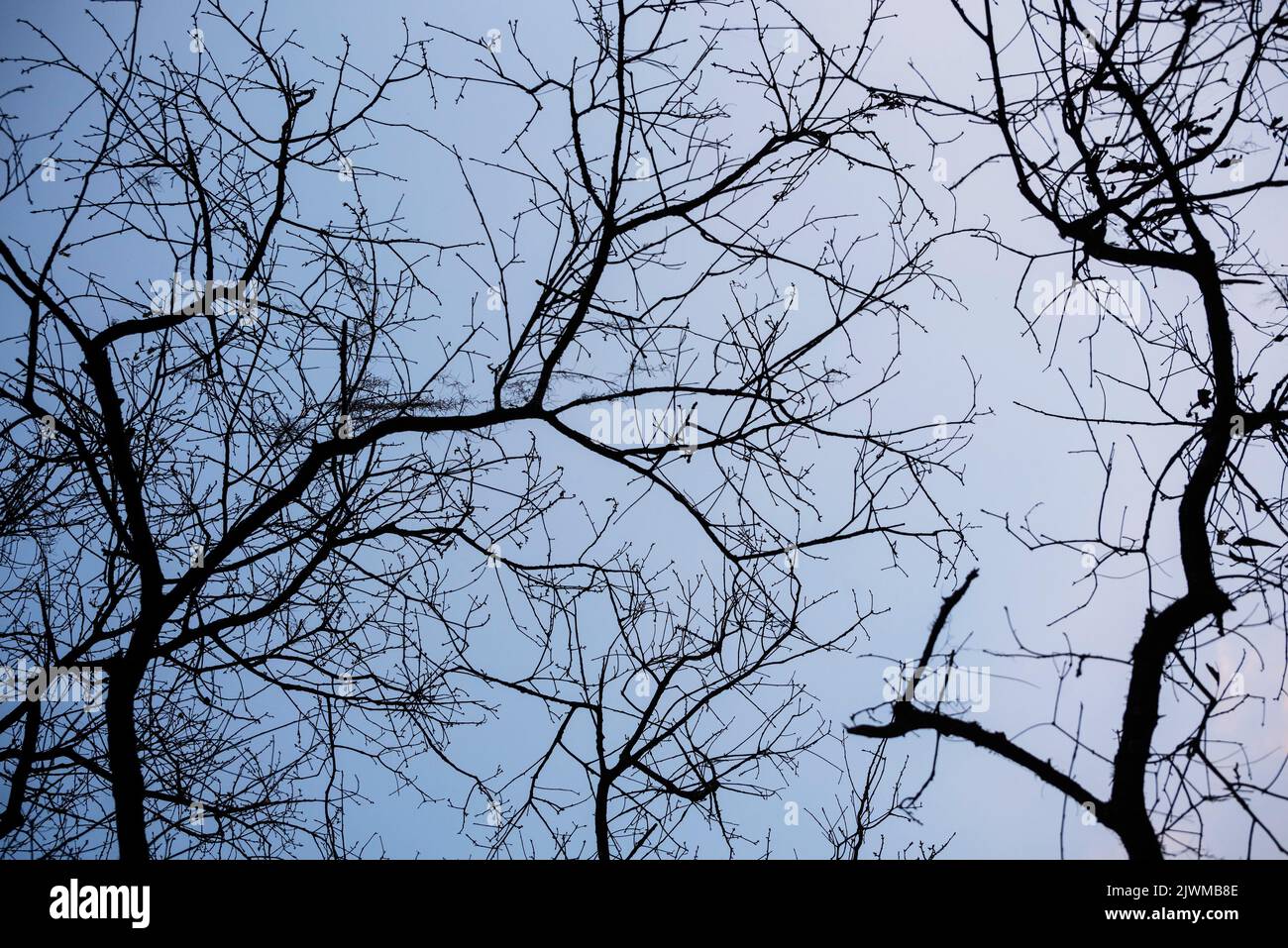 Tree silhouettes in the springtime, just before putting out new Spring growth... Stock Photo