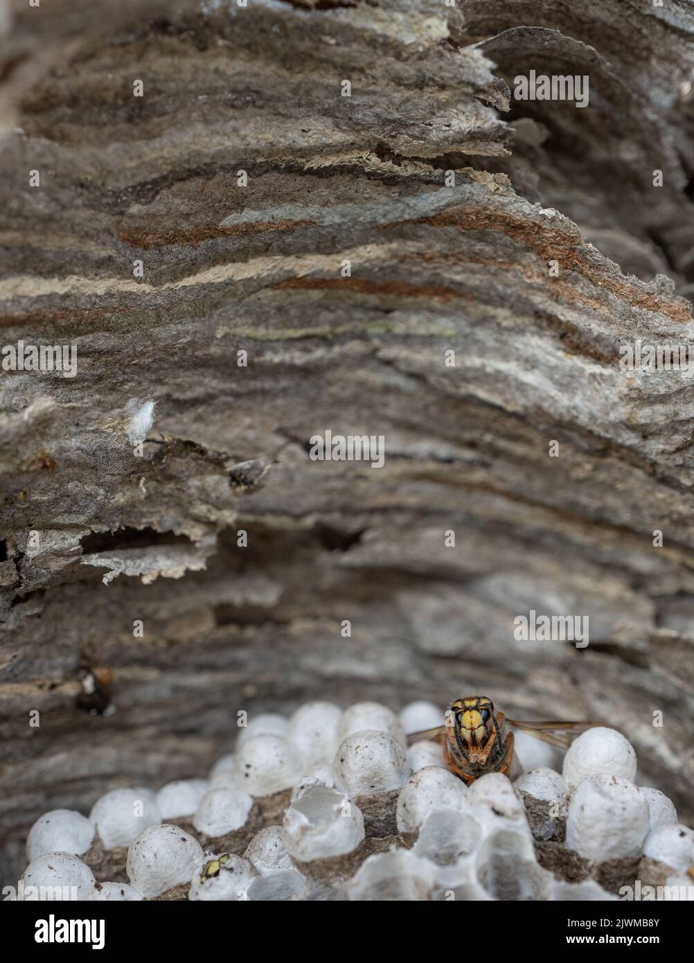 Closeup of spectacular wasp head over the nest Stock Photo