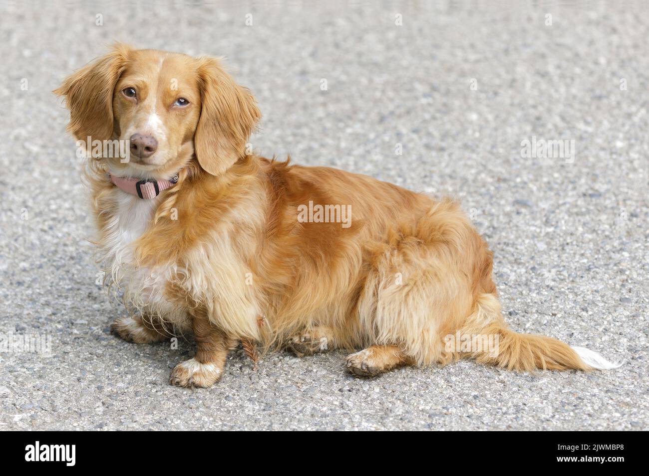 18-Months-Old Long-Haired Mini Dachshund. Off-leash dog park in Northern California. Stock Photo