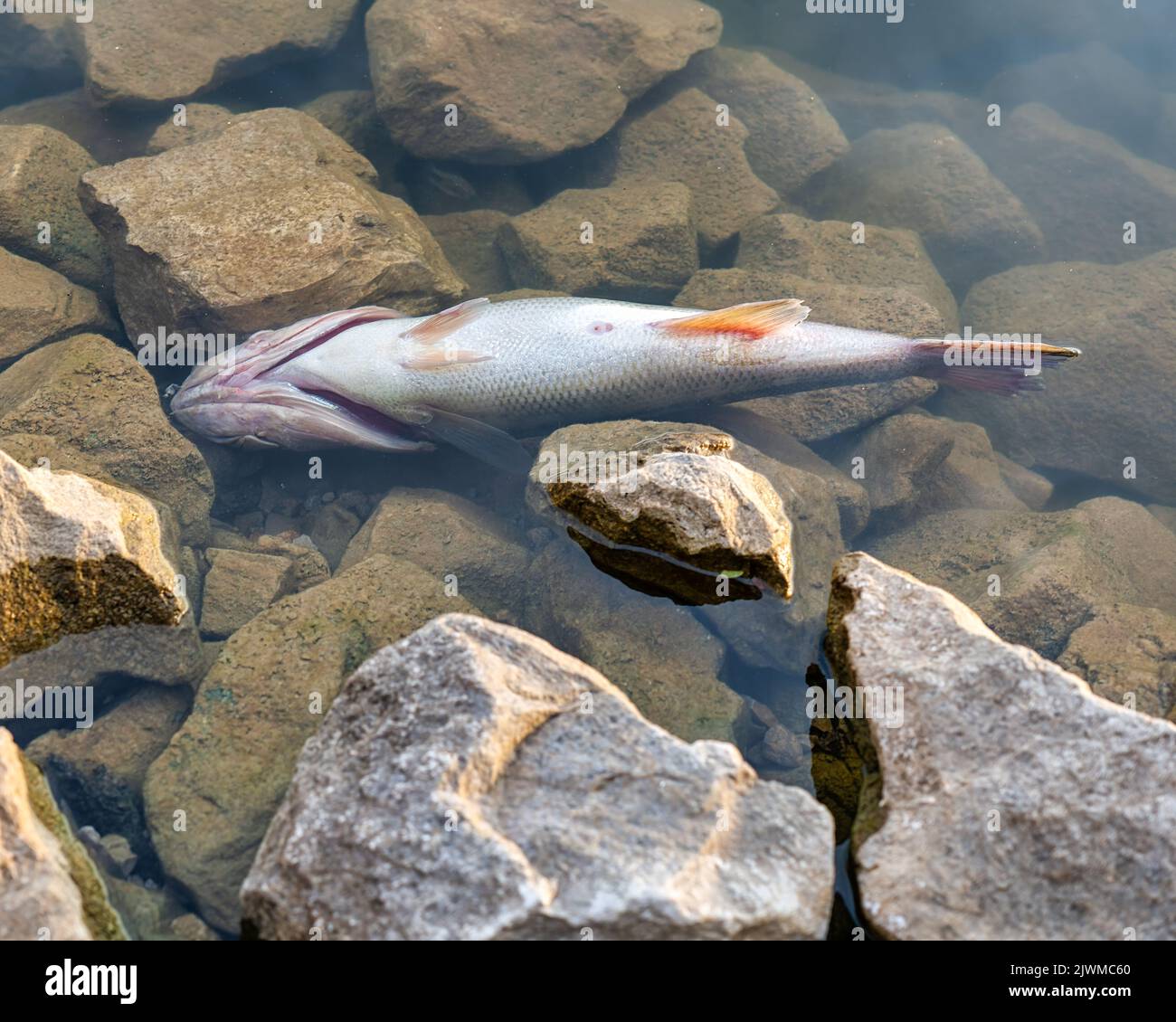 Close up of a dead fish, largemouth bass floating in shallow water