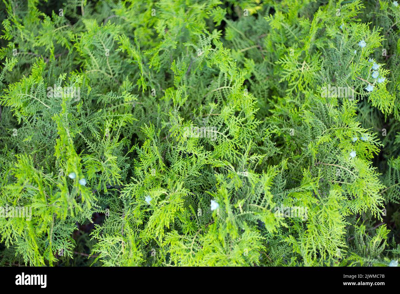 Thuja branches with cones close up background. Stock Photo