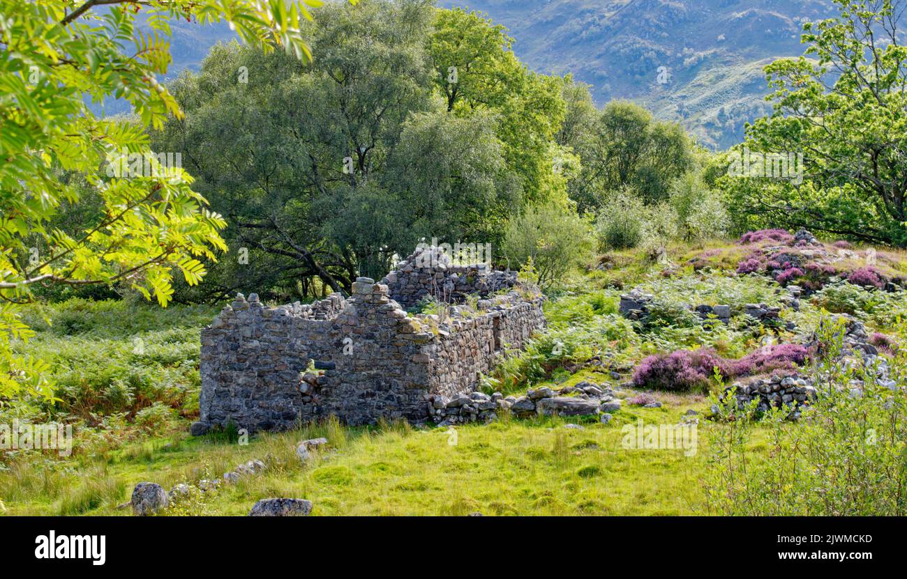 LOCH MORAR LOCHABER SCOTLAND LATE SUMMER PURPLE HEATHER AND REMAINS OF