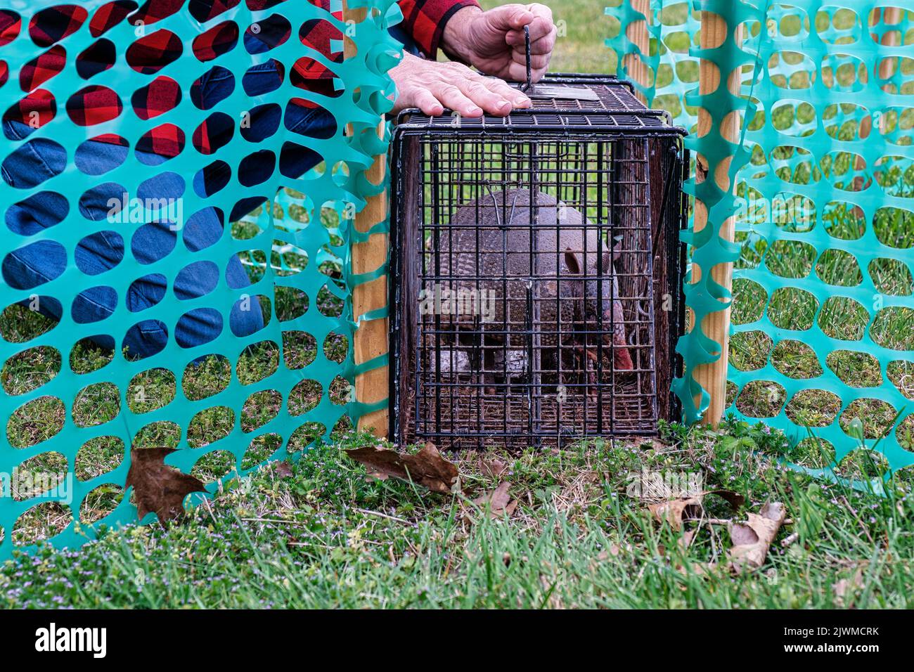 Wildlife control captured an armadillo in a live cage trap for relocation from a residential yard Stock Photo