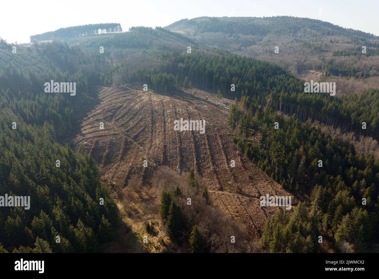 Aerial view of pine forest with large area of cut down trees as result