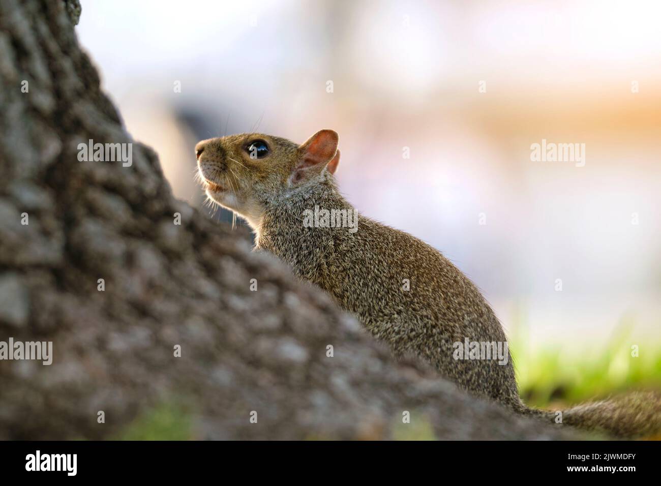 Wikd Squirrel Beautiful wild gray squirrel in summer town park Stock Photo - Alamy