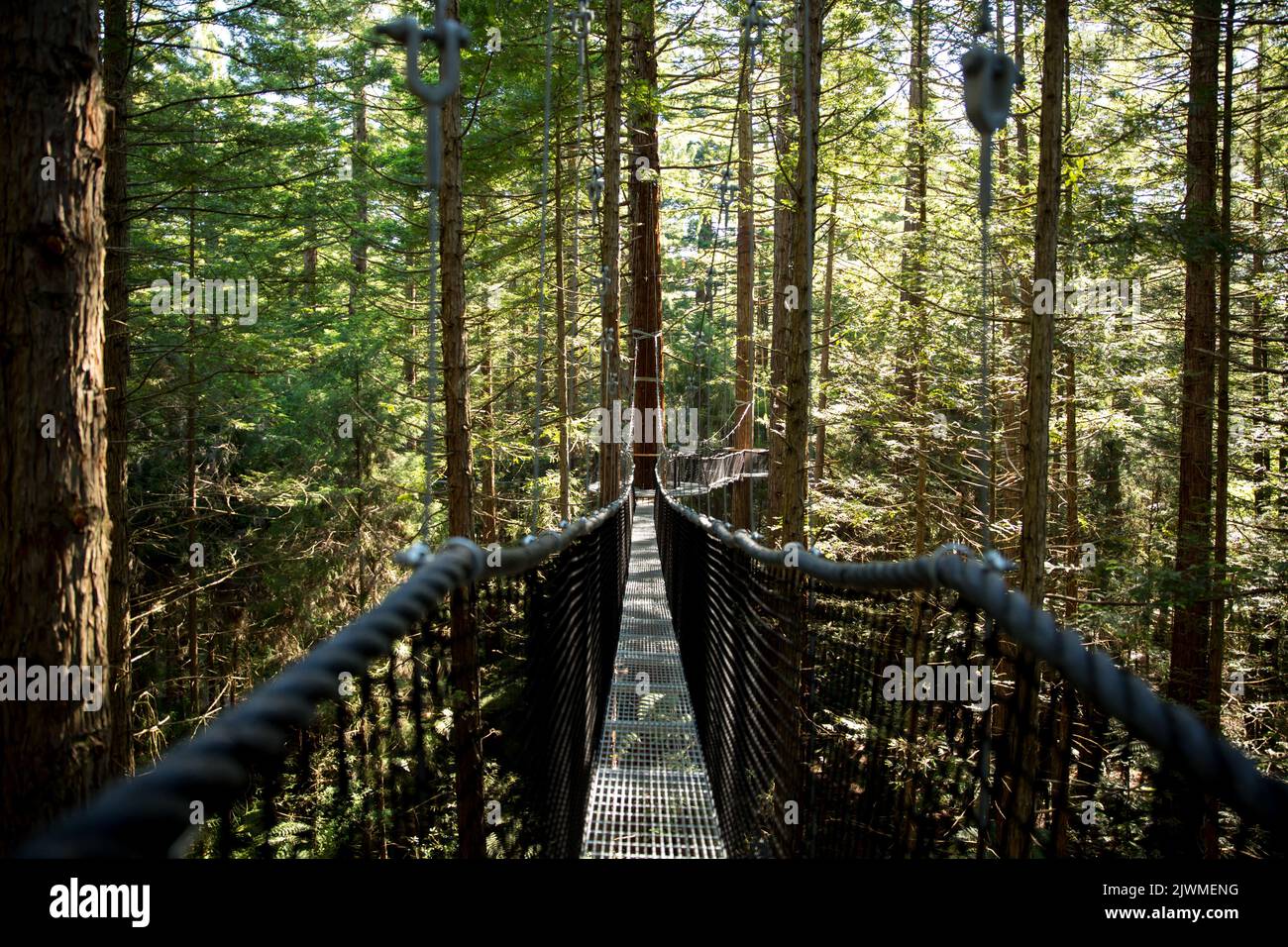 Rotorua Tree Top Walkway in Auckland New Zealand Stock Photo Alamy