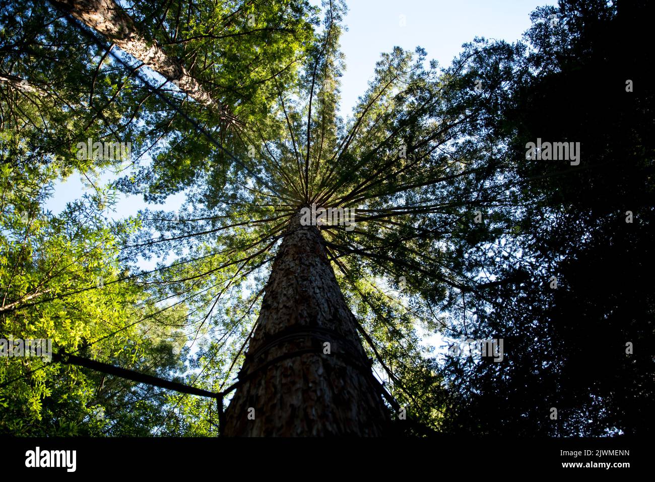 Redwood Trees in Auckland New Zealand Stock Photo Alamy