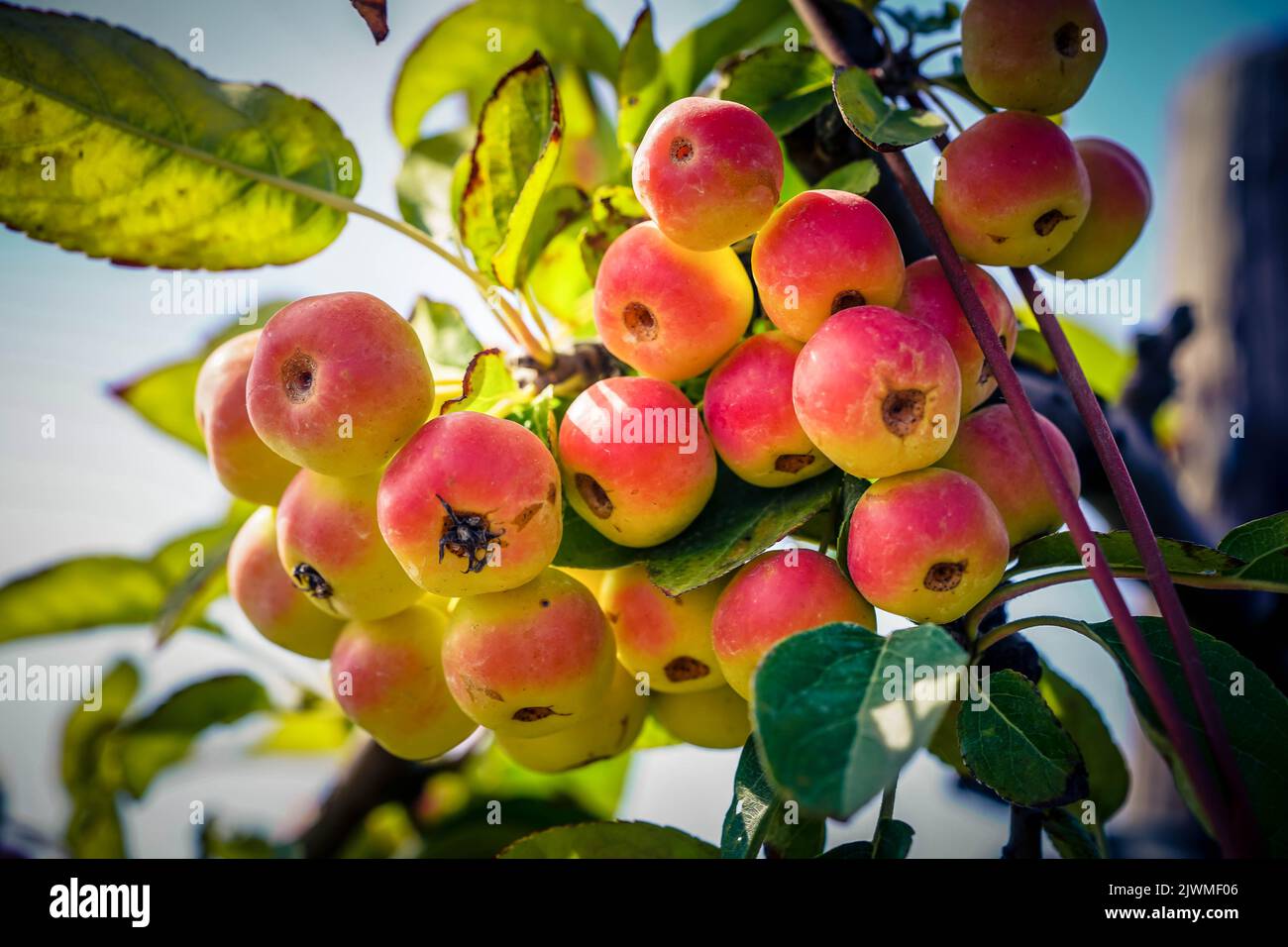 red sentinal crab apple malus sylvestris in the old Country next to Hamburg Stock Photo Alamy