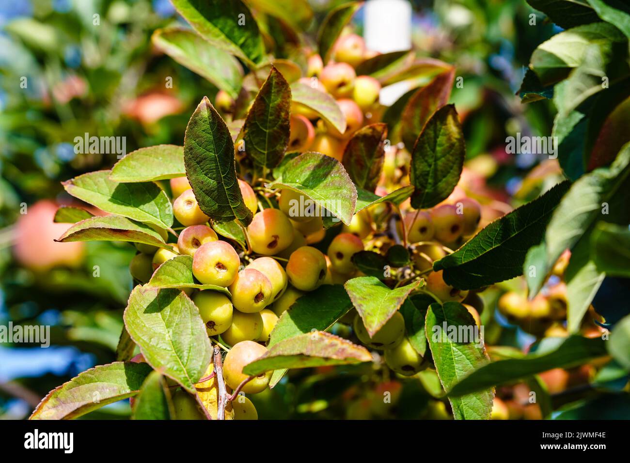 red sentinal crab apple malus sylvestris in the old Country next to
