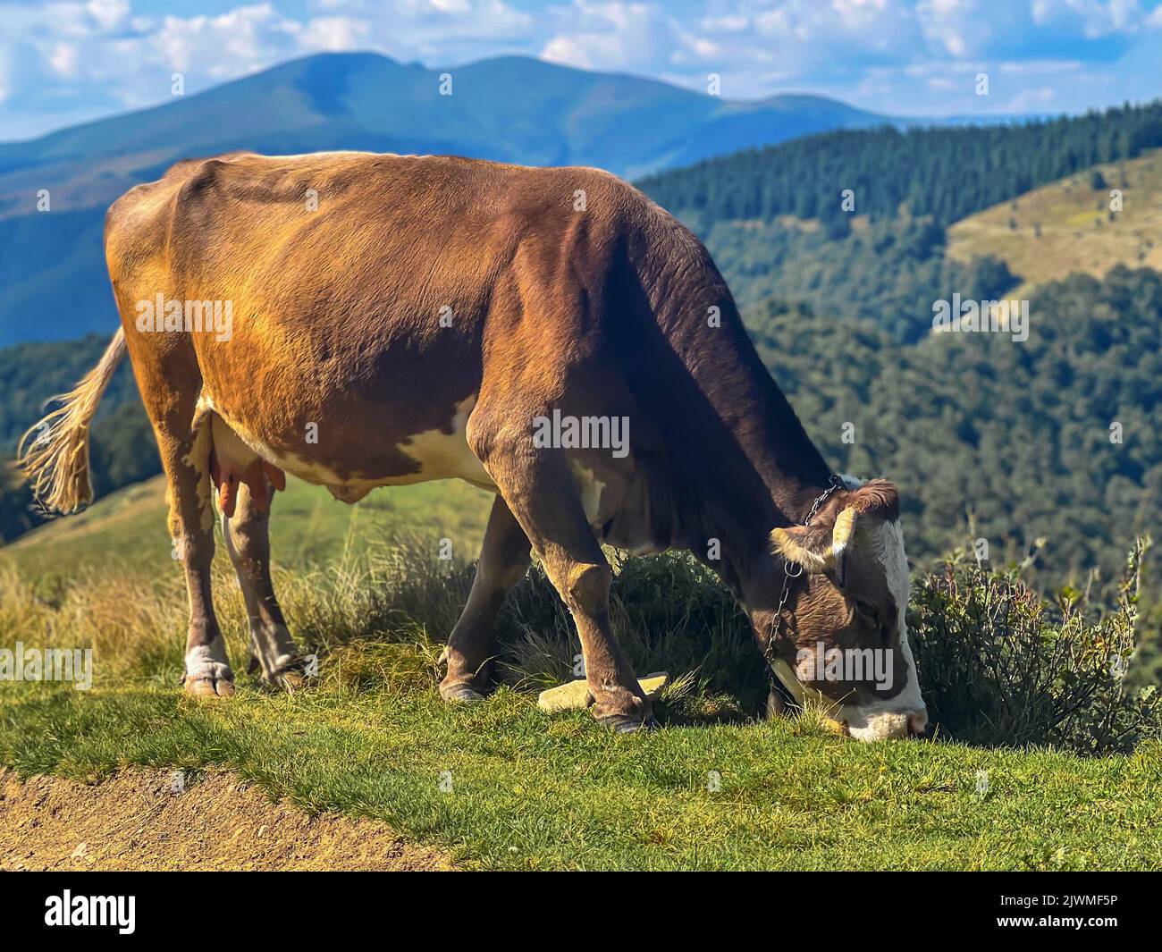 Cow grazes on pasture in mountains Stock Photo - Alamy