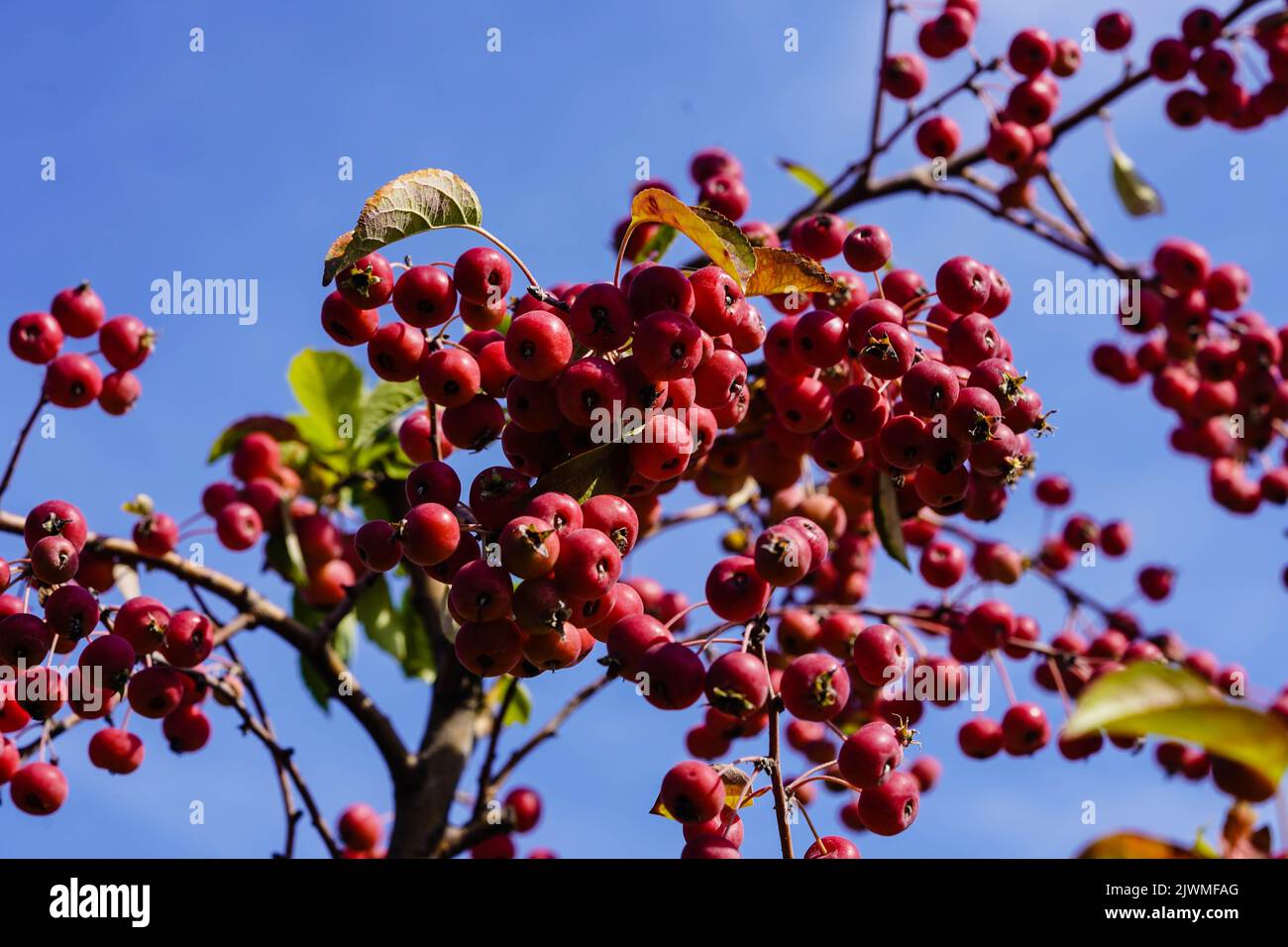 red sentinal crab apple malus sylvestris in the old Country next to Hamburg Stock Photo Alamy