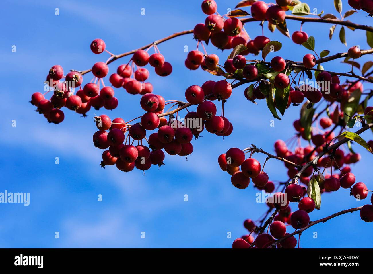 red sentinal crab apple malus sylvestris in the old Country next to